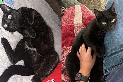 Em poucas semanas, Luna se tornou a gatinha carinhosa.