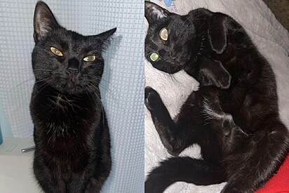 Ninguém queria ela: Nascida em abrigo, Luna, a linda gata preta, esperou 7 anos para encontrar sua alma gêmea