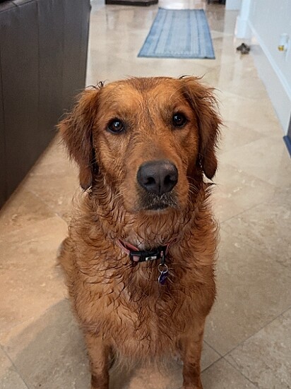 Remy, uma cadela da raça golden retriever.