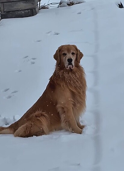 Tucker, um golden que passou meses de inverno triste, sem a piscina.
