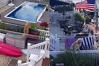 O cão pulou a cerca e invadiu o quintal do vizinho só para entrar na piscina.