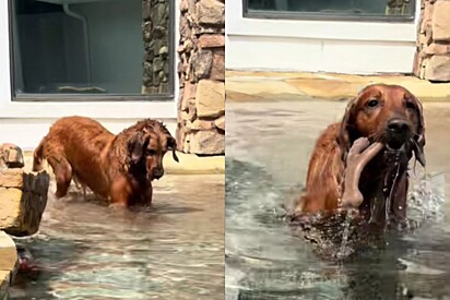Remy, uma cadela golden retriever, brincando na piscina de casa.