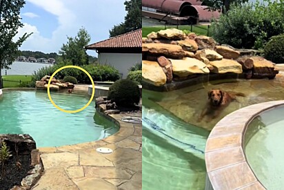 Sem ser convidada, golden retriever foge de casa para usar piscina do vizinho; flagra é registrado em vídeo