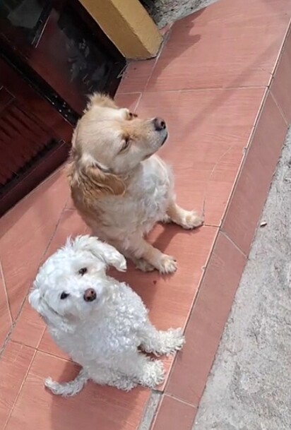 Goma e Kiki, as duas cachorrinhas da família.