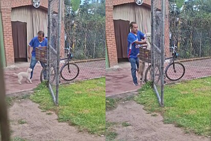 Filha flagra como pai que não queria cachorros leva os pets em sua bicicleta.