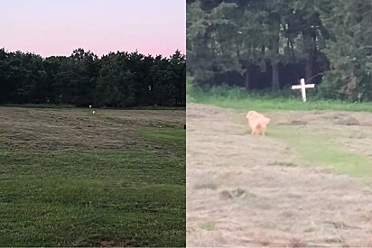 Em cena de partir o coração, golden retriever visita túmulo de melhor amigo todas as noitas.