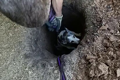 O tutor utilizou uma corda para resgatar o cão.