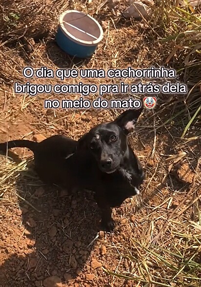 A cachorrinha Princesa chamou a atenção de Rai para levá-la até seus filhotes.