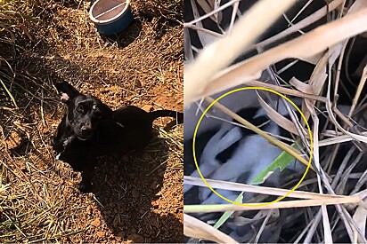 Cachorra encontrada na beira da estrada, obriga moça a ir atrás dela no meio do mato para revelar seu mais precioso tesouro.