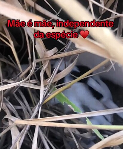 A ninhada resgatada por Rai tinha seis filhotes, mas infelizmente apenas três sobreviveram.