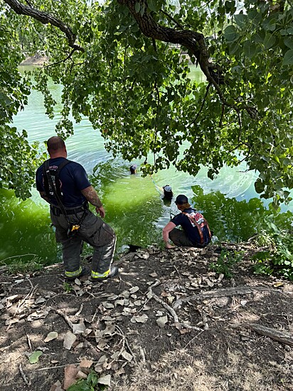 Os bombeiros entraram no lago com água até os ombros para alcançar a ave.