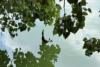 Em posição estranha, animal é visto por casal em lago e logo se percebe que algo estava errado