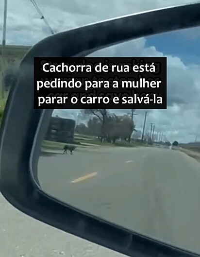 Diane viu pelo retrovisor que a cachorrinha seguia seu carro.