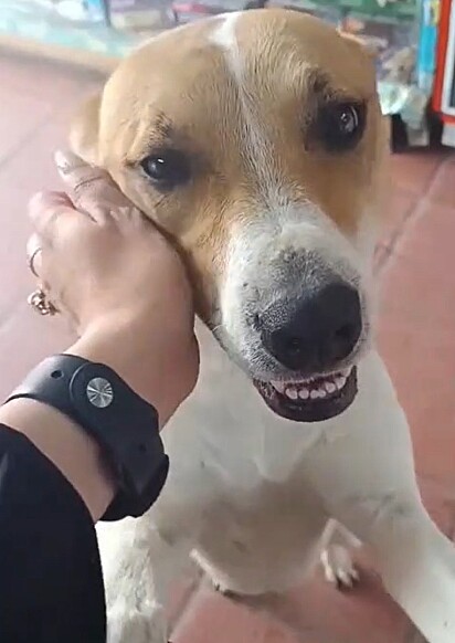 A cachorrinha Laika recebendo carinho da proprietária da loja de doce.