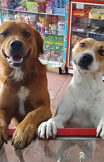 A cachorrinha Laika ao lado do seu amigo canino.