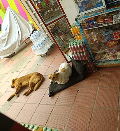 A cachorrinha Laika e seu amigo descansando em frente à loja de doces.