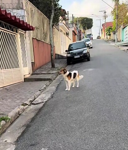O cão passou mais de 24 horas em frente ao portão.