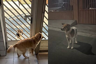 Cachorrinha golden retriever vive romance proibido e cachorro prova seu amor esperando 24h no portão.