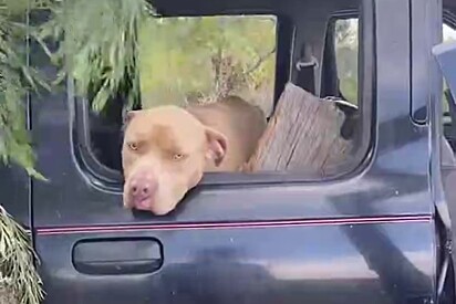 A cachorrinha estava em um carro abandonado.