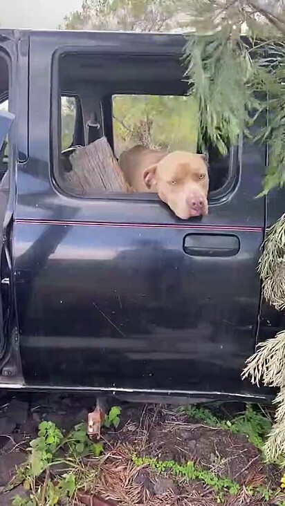 A cachorrinha esperou e conseguiu ajuda.