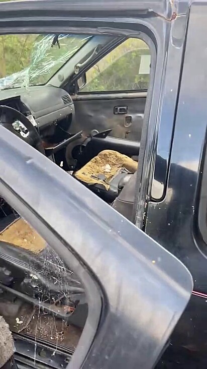 O carro estava abandonado mas serviu de abrigo para cães de rua.