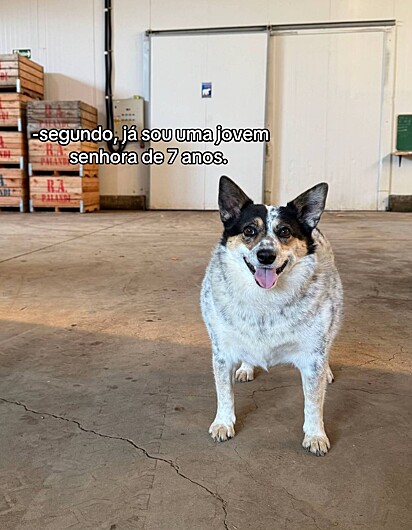 A cachorrinha negou uma gravidez pois já tem 7 anos.