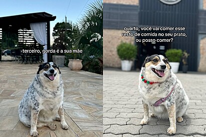 A cadela foi cada vez mais debochada.