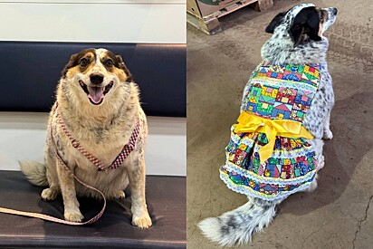 Chamada de ‘gorda’ injustamente, cachorrinha vira-lata ‘dá resposta’ e internautas saem em sua defesa