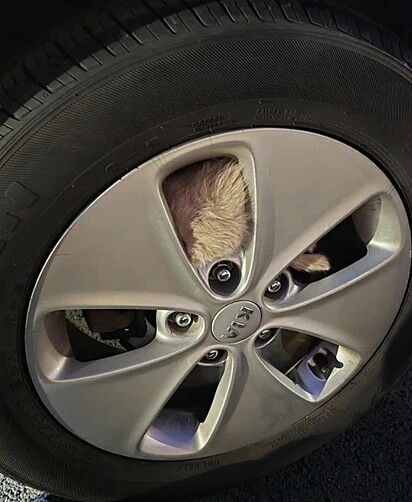 O gatinho ficou preso no pneu do carro.