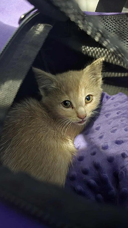 O gatinho foi resgatado sem ferimentos.