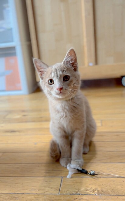O gatinho foi chamado de Indy e, agora, está em um lar temporário.