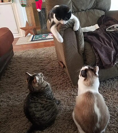 Bailey e o parceiro já tinham outros três gatos.