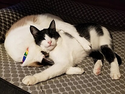 Os dois gatos se tornaram inseparáveis.