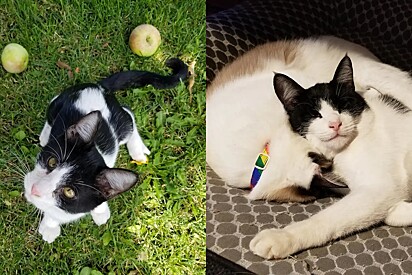 Gato frajola aleatório entra em residência de família para ensinar uma grande lição de amor.