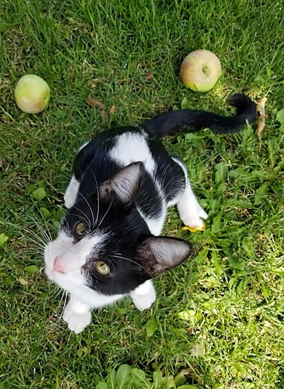 Pongo, um gato frajola que apareceu na porta de Bailey e entrou na casa.