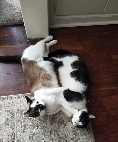 Tater, um gato grandalhão, se apaixonou pelo recém chegado.