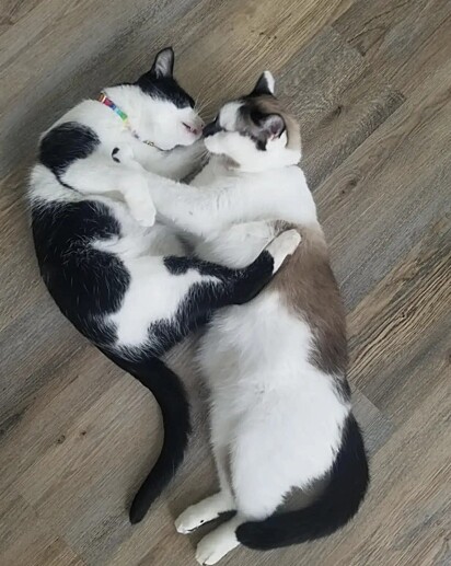 Tater e Pongo são afetuosos um com o outro.