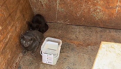 Os gatinhos foram encontrados dentro de uma caçamba de lixo.