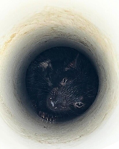 Um filhote de diabo-da-tasmânia foi encontrado dentro d eum cano de drenagem.