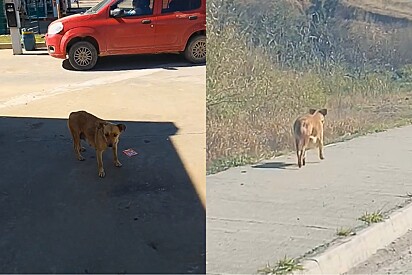 Após 16 dias seguindo cachorrinha, protetora descobre onde ela escondia seus filhotes e o melhor acontece.