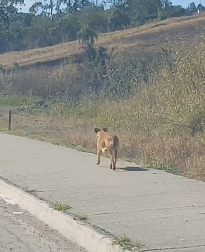 As voluntárias seguiram a vira-latinha para descobrir onde ela havia escondido os filhotes.