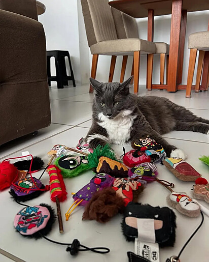 O gatinho Theo com seus brinquedos da Petiko.