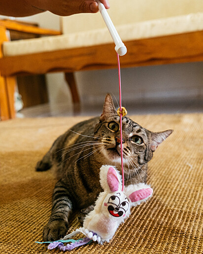 Os gatinhos se divertem com os brinquedos da Petiko.