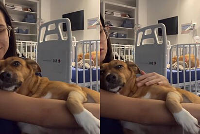 Emilly com um paciente canino no colo.