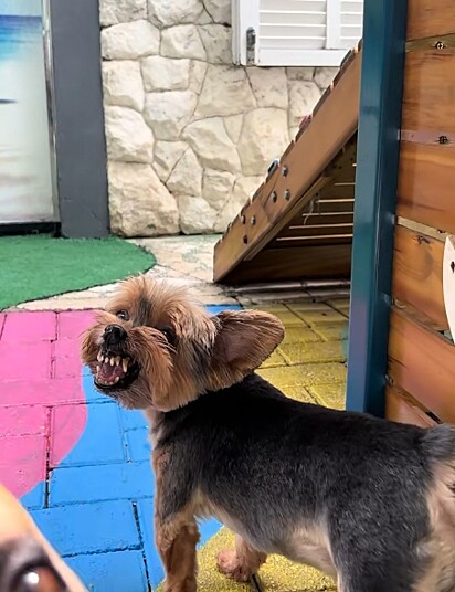 Baruck, cão yorkshire que não gosta de receber bom dia.