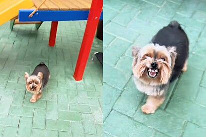 Bom dia pra quem? - Conheça Baruck cão Yorkshire que ficou famoso por detestar receber bom dia