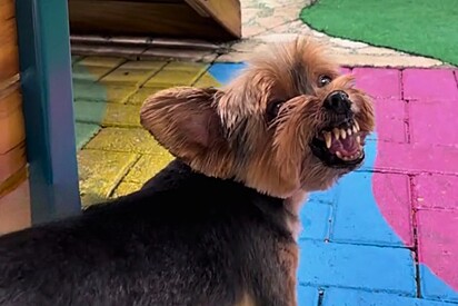 O cachorro da raça yorkshire que não gosta de ganhar bom dia.
