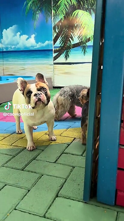 Os aumigos de Baruck não se importam com o mau humor do cão.