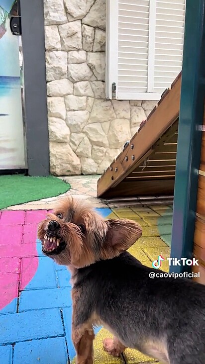 O cão não gosta de ouvir bom dia.
