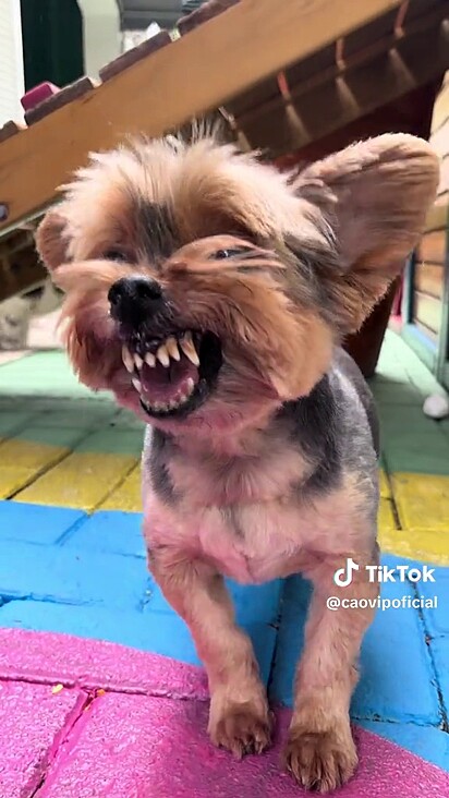 O cachorro da raça yorkshire mostrando os dentes.